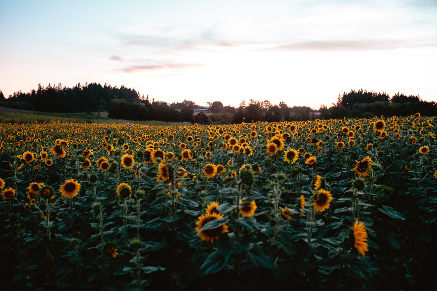 sunflowersland-2.jpg