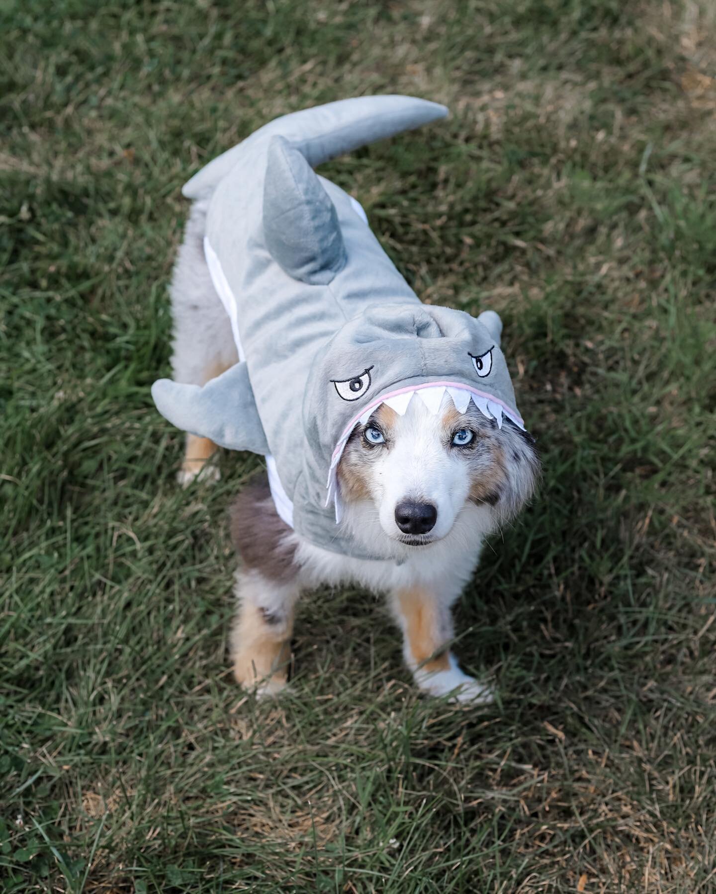 Shark Week doesn&rsquo;t hit the same without my favorite little predator. 🦈🥺 #littleladydakota