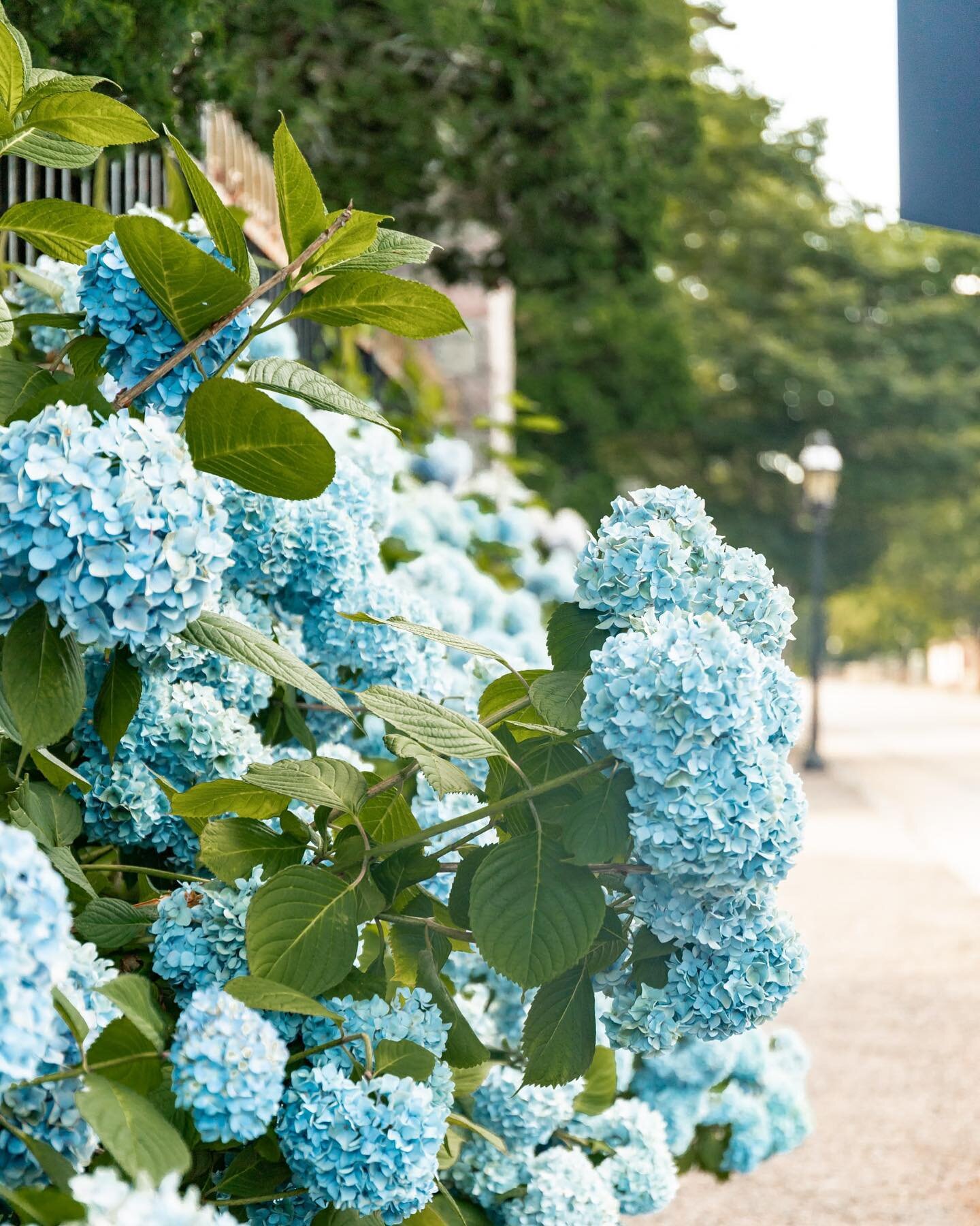 Hydrangea season has come and gone but it&rsquo;s still summer. 🌞 (and we still have the Limelights to enjoy 😉) #oceanstatecait