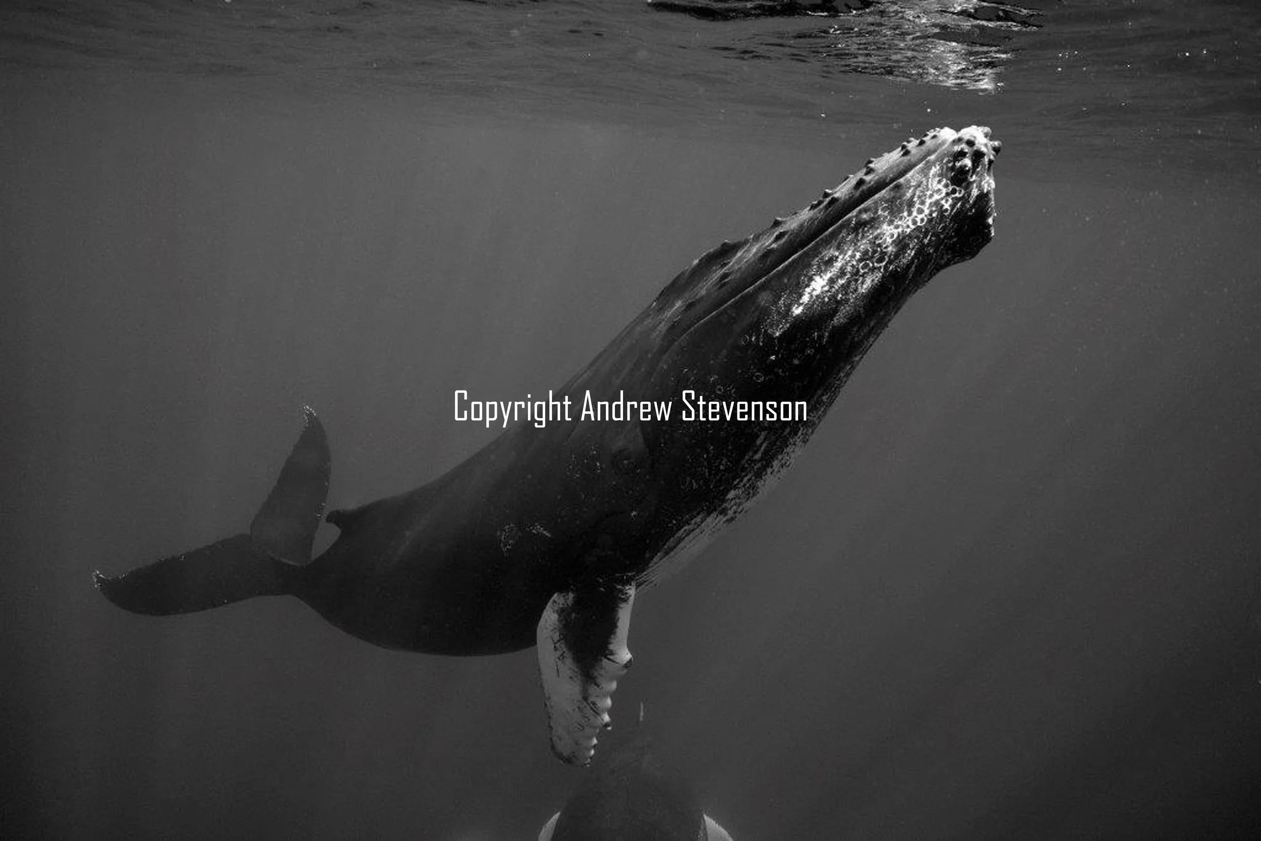 Dancing whales 1