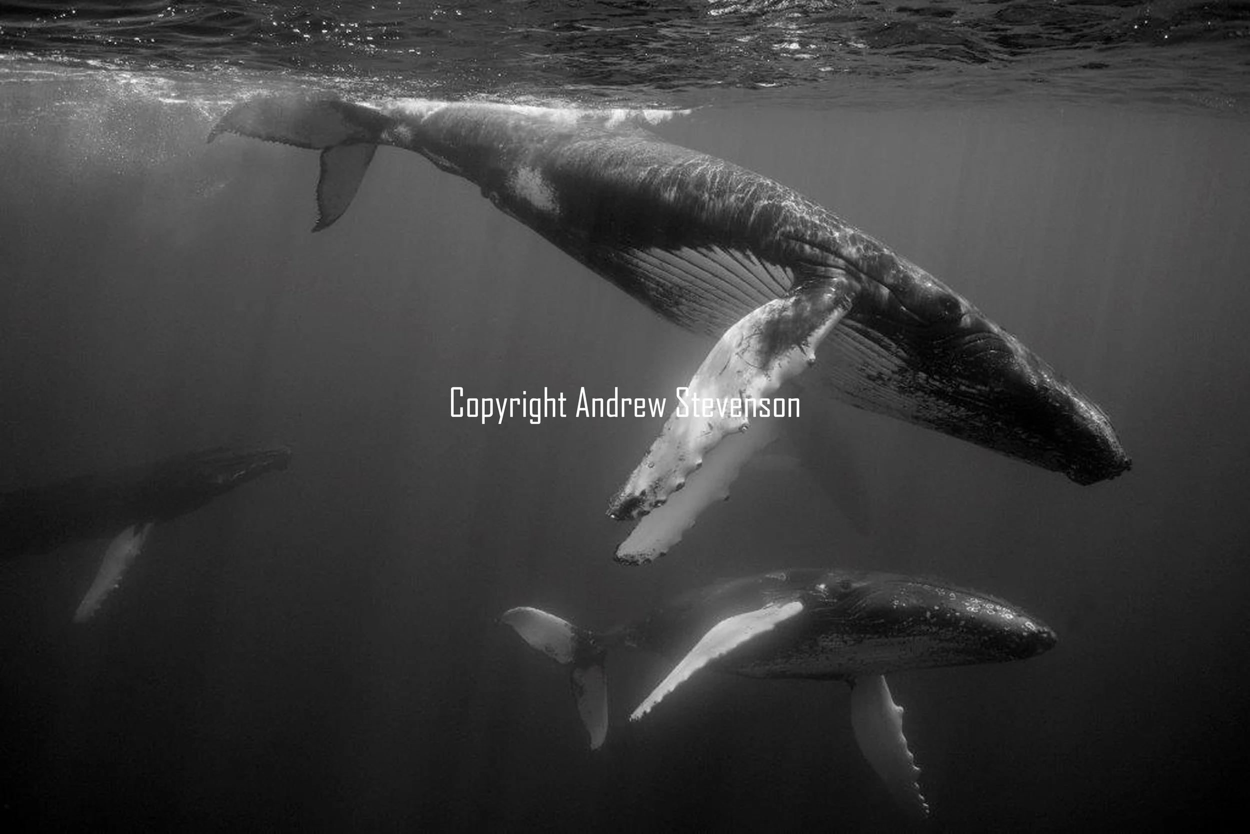 Dancing whales 2