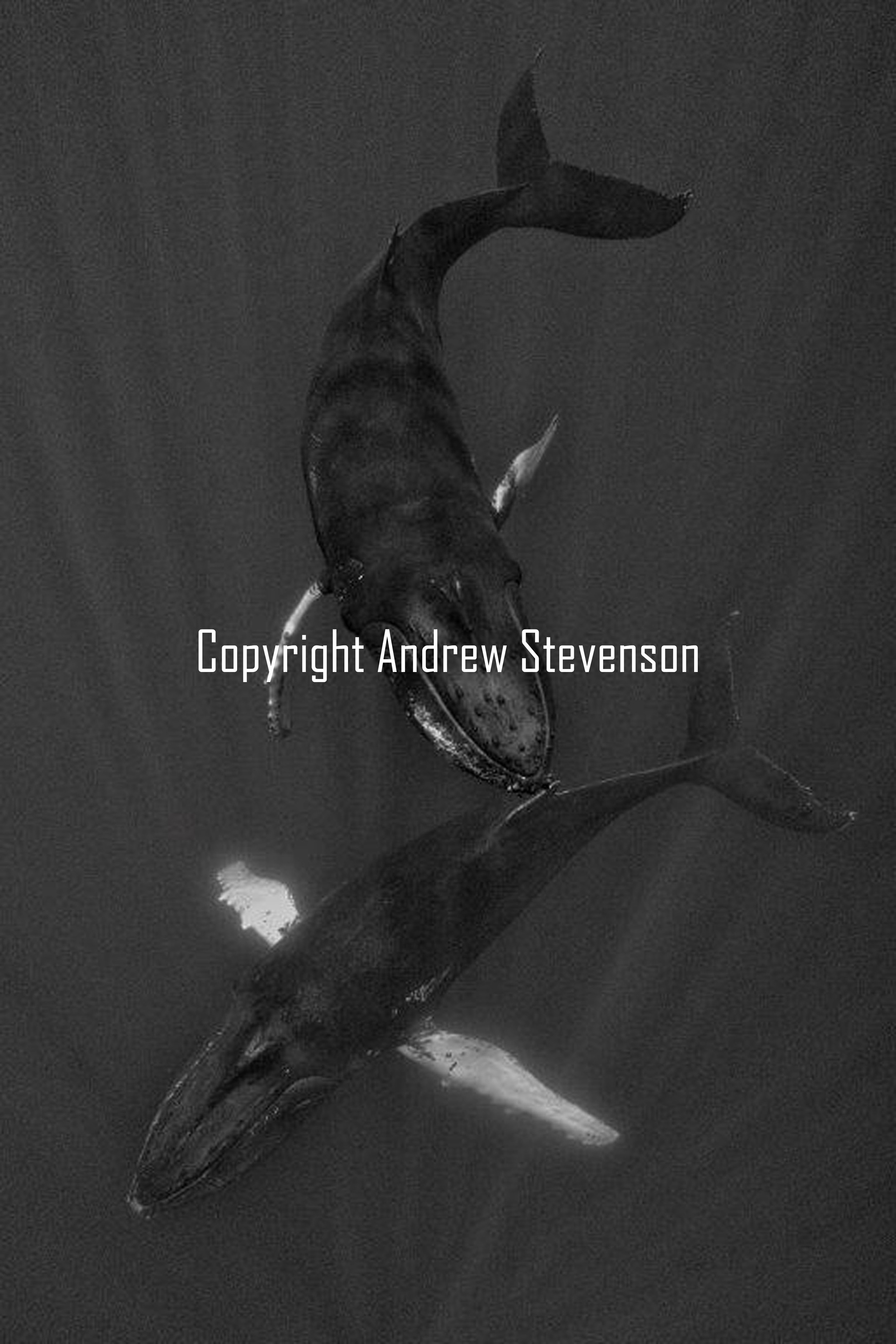 Dancing whales 3