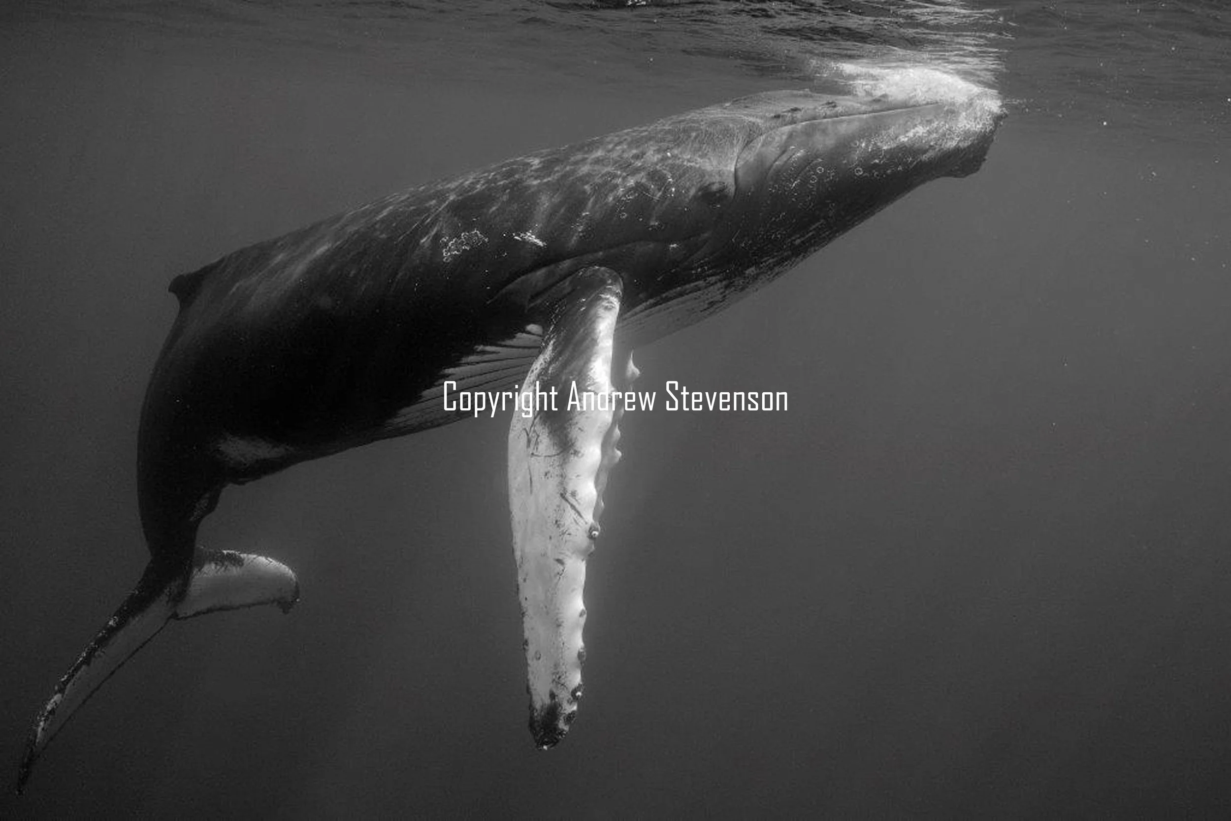 Dancing whales 4
