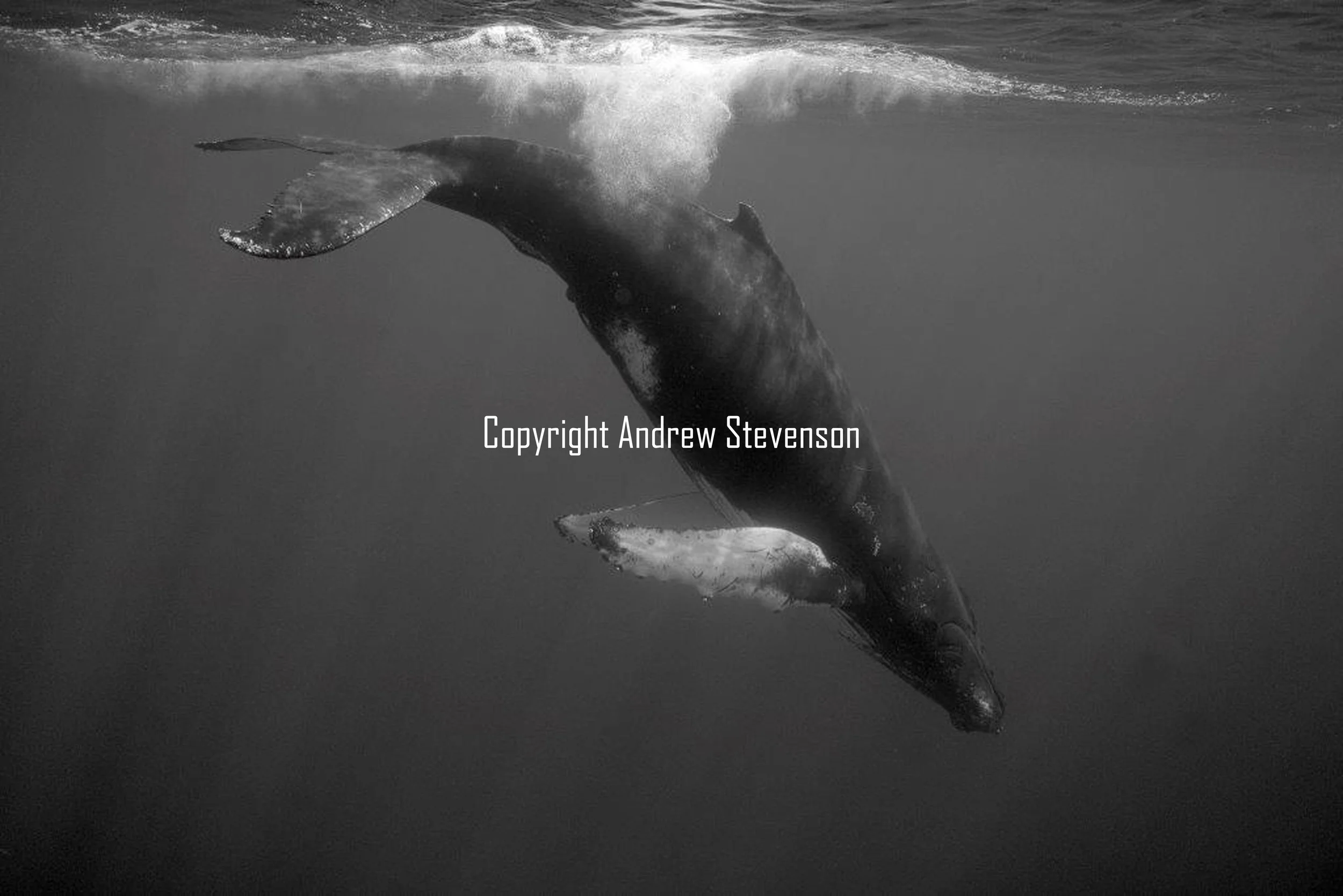 Dancing whales 5
