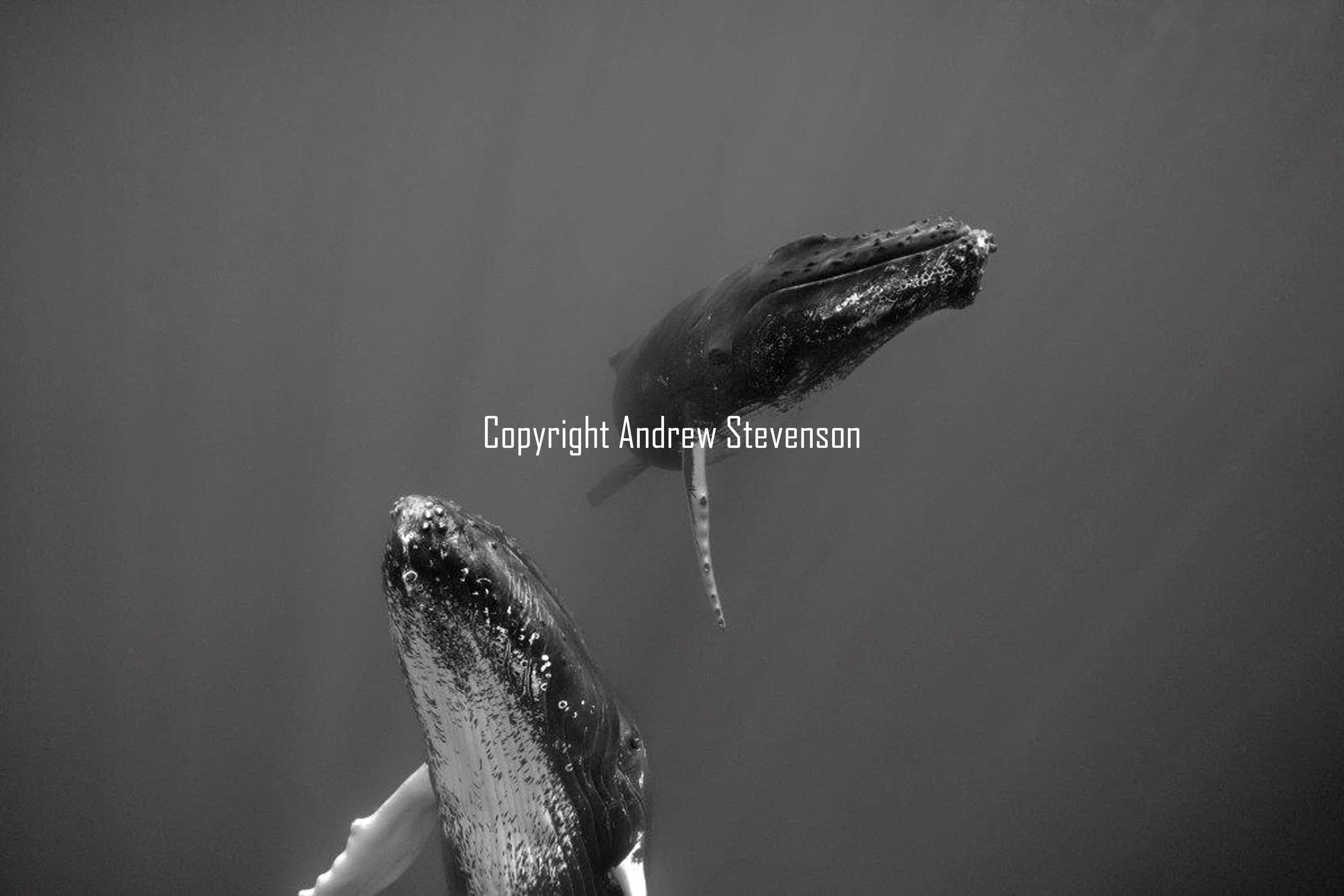 Dancing whales 9