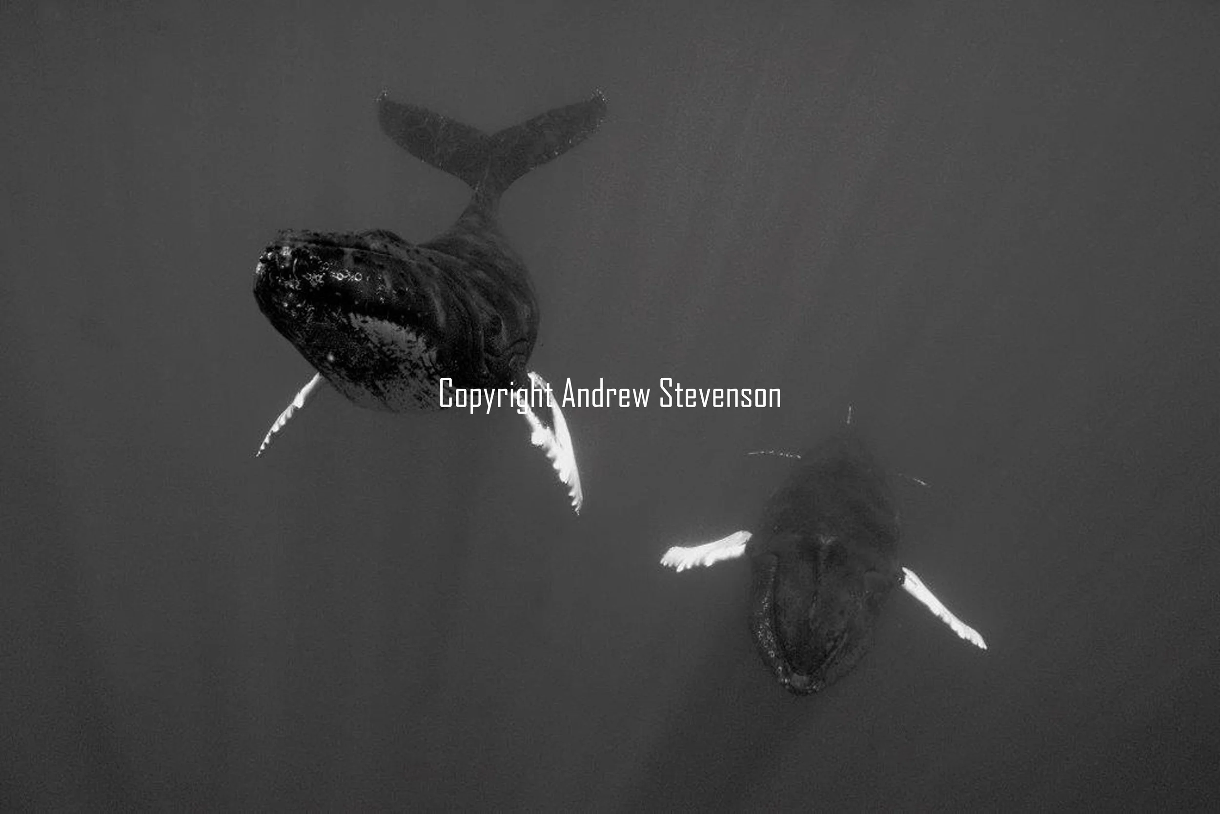 Dancing whales 13