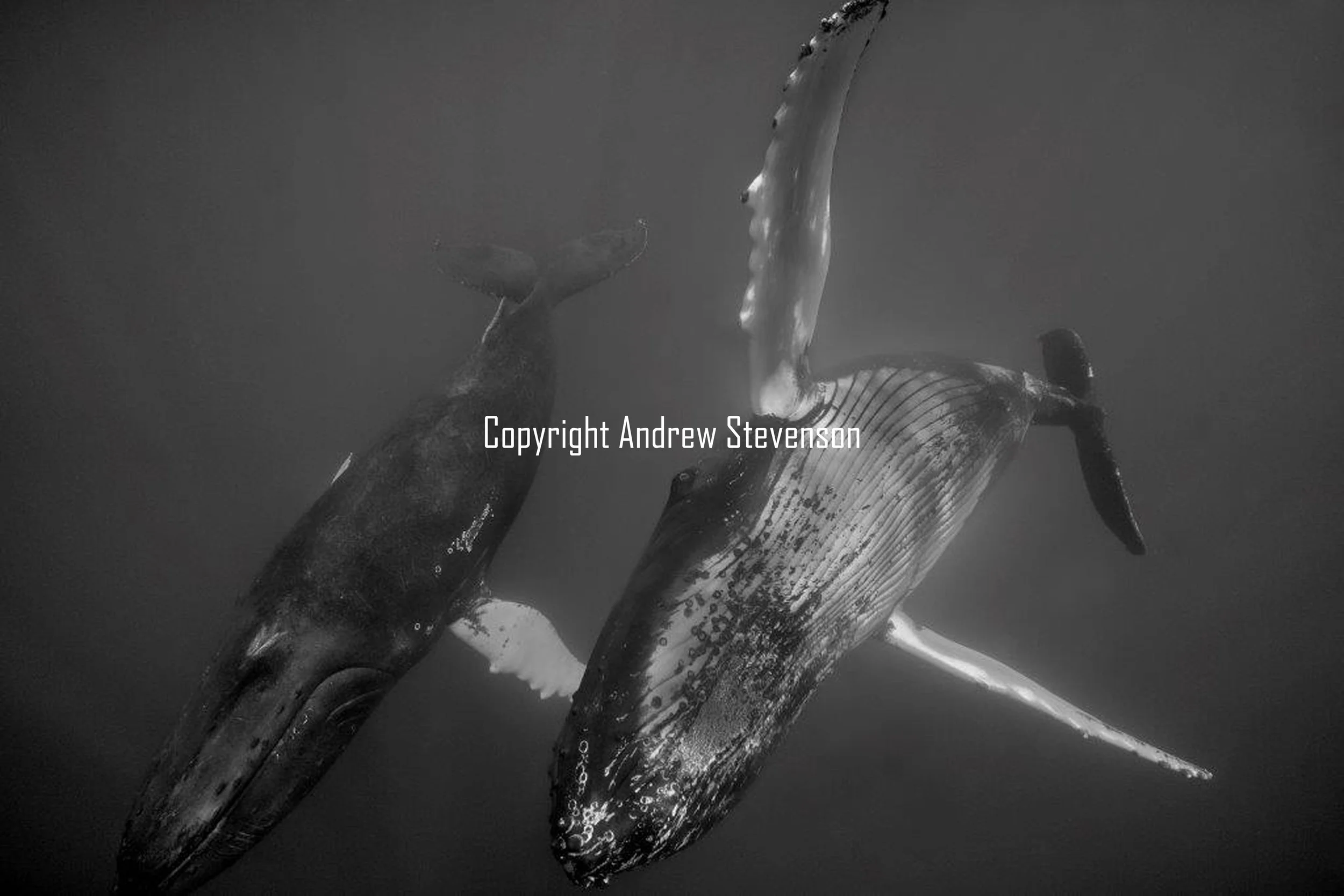 Dancing whales 25