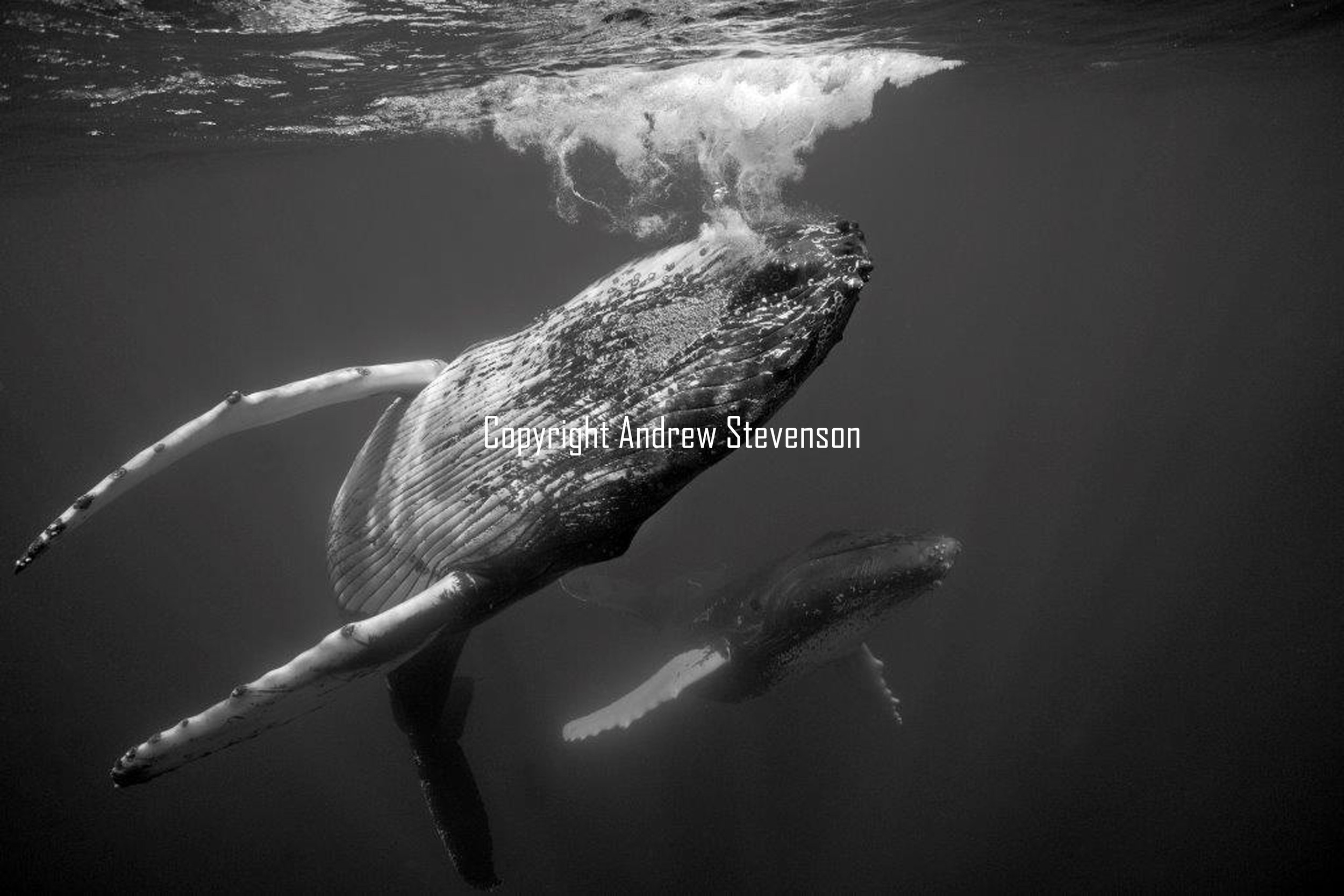 Dancing whales 26