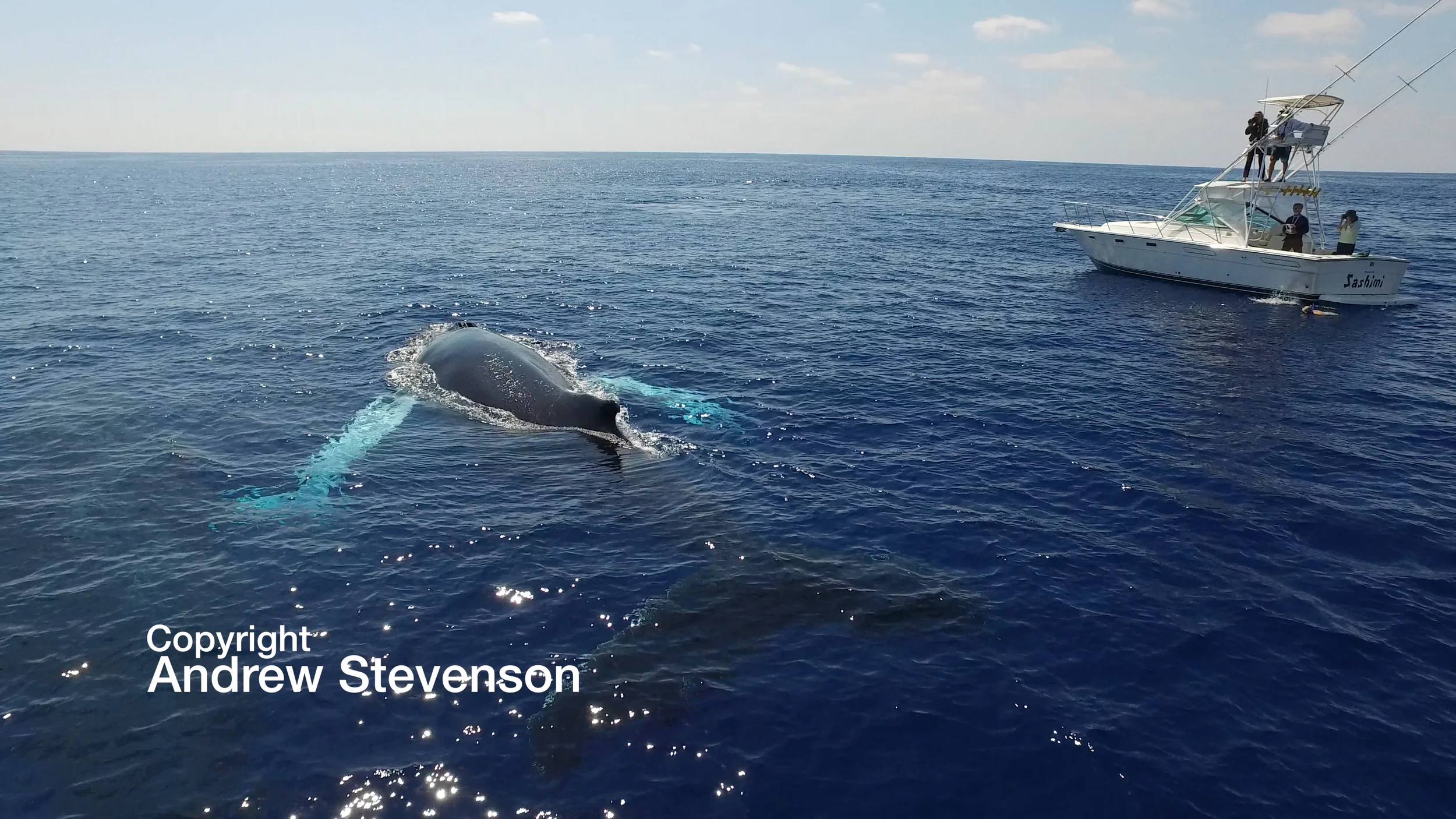 Whales 15.jpg