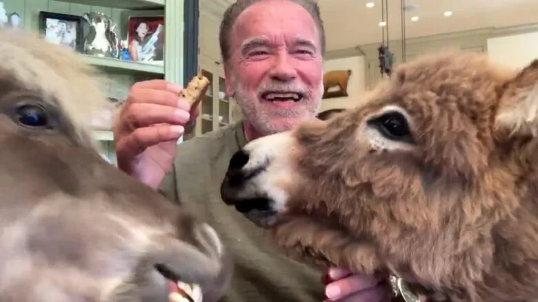 Arnold Mini Horse Clean.jpg