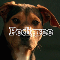pedigree_3.gif