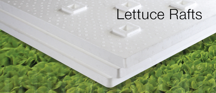 lettuceraft_1.jpg