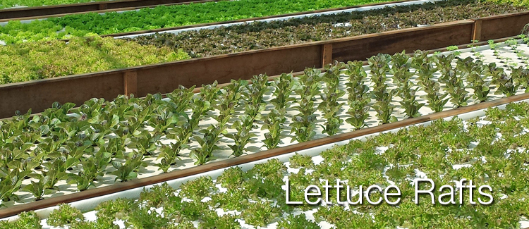 lettucerafts_2.jpg