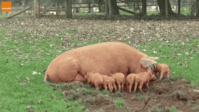 www.giphy.com