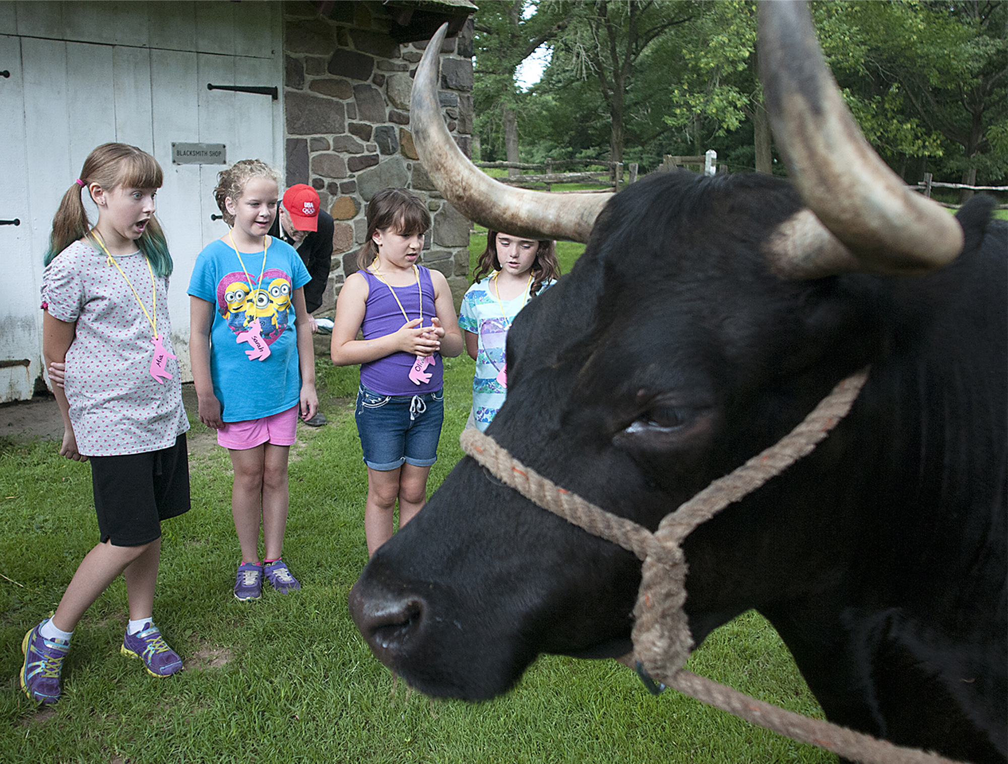  Camper Mia Feeley, 9, of Fairless Hills, watches wide-eyed as Bill the resident Dexter Steer trained as an ox relieves himself in the field as kids learn about life and animals during the Colonial era during camp at Pennsbury Manor. 