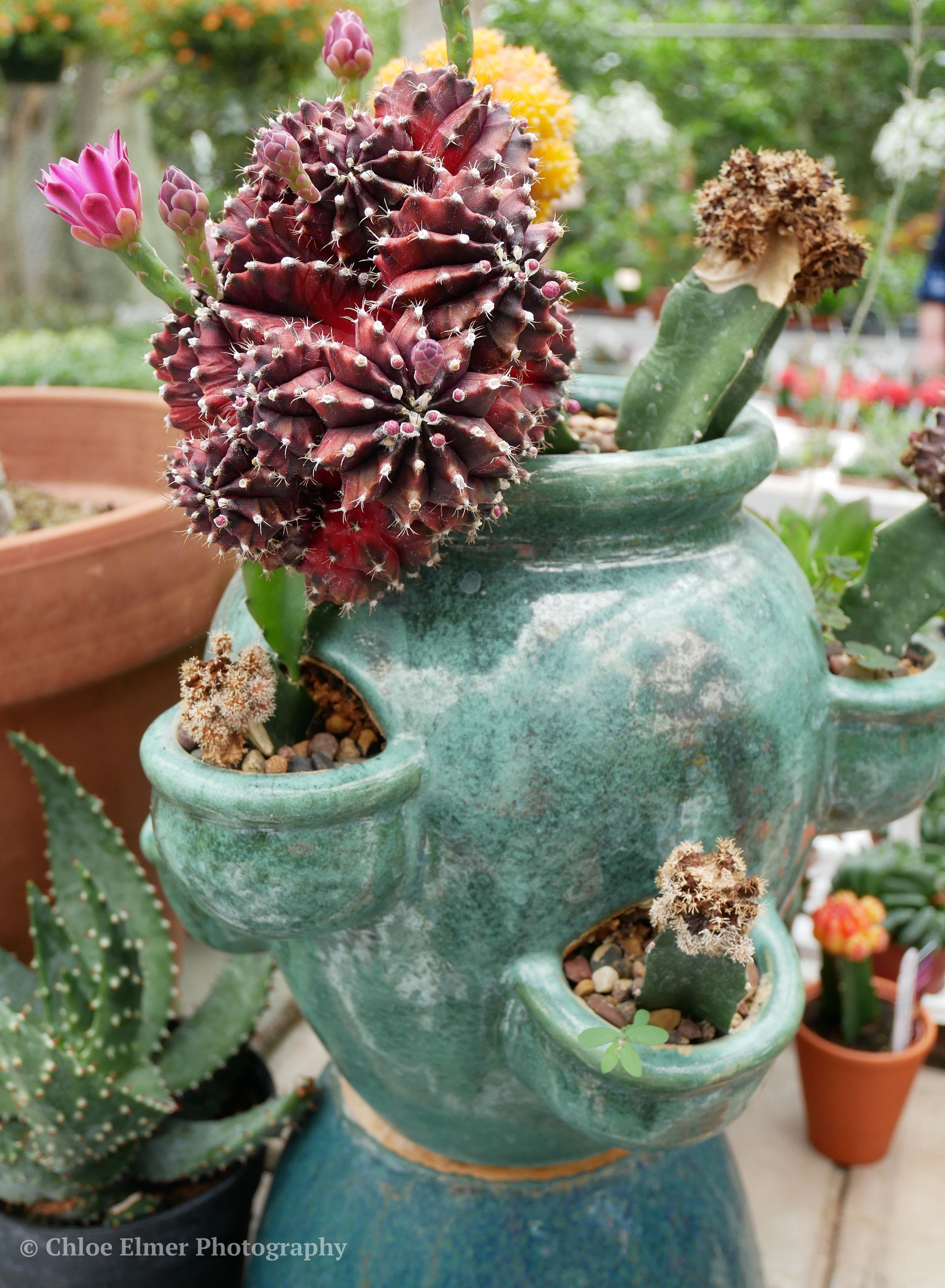 If you're a plant lover like me, you have to check this place out! Even just to see the colors and smell the smells.