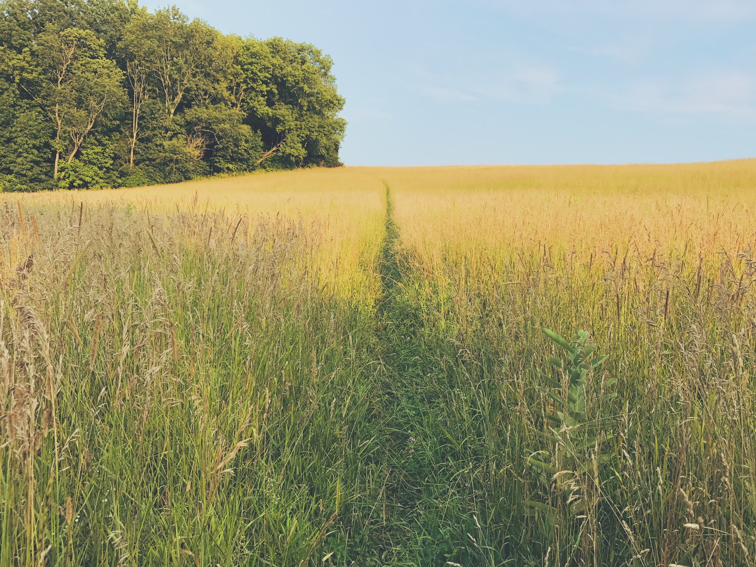 A desire path fit for a Wyeth.