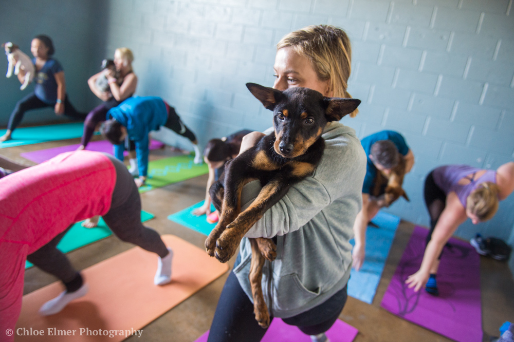 030418 SPCA puppy yoga 05.JPG