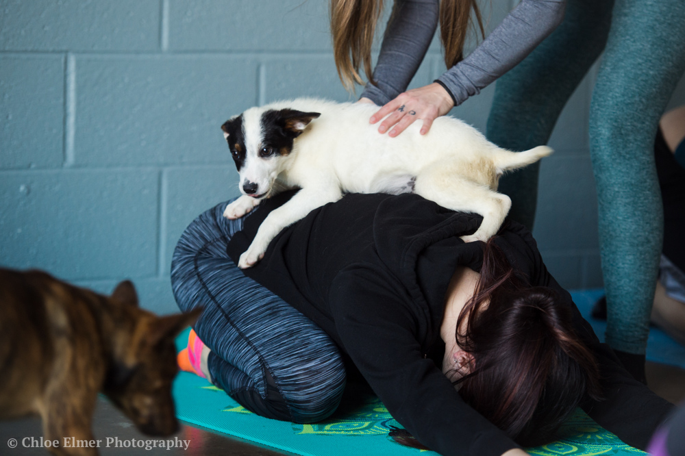 030418 SPCA puppy yoga 14.JPG