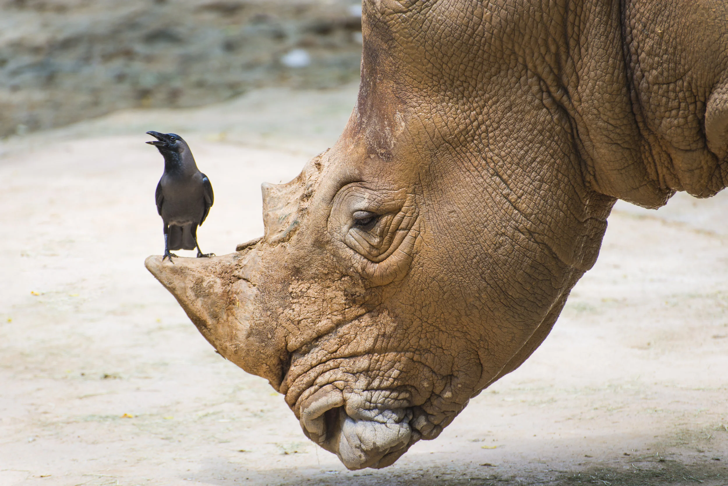 White-Rhinoceros-in-wildlife,-big-&-small-friends.-495632077_3864x2579.jpeg