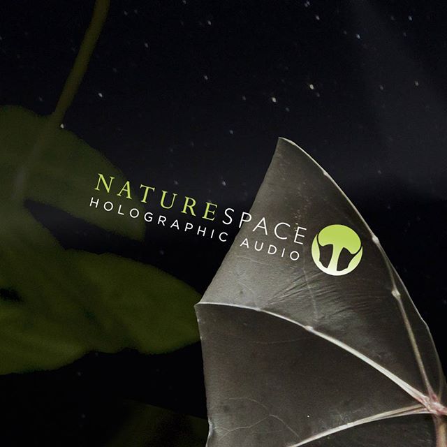 Our first Track of the Month, Echolocation, is now available in the Naturespace store! #bats #naturespace  #echolocation