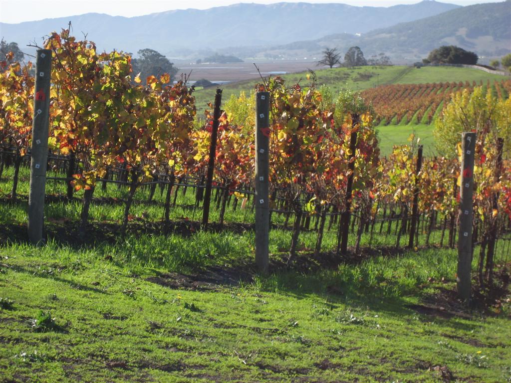 Our Sonoma Coast Vineyard