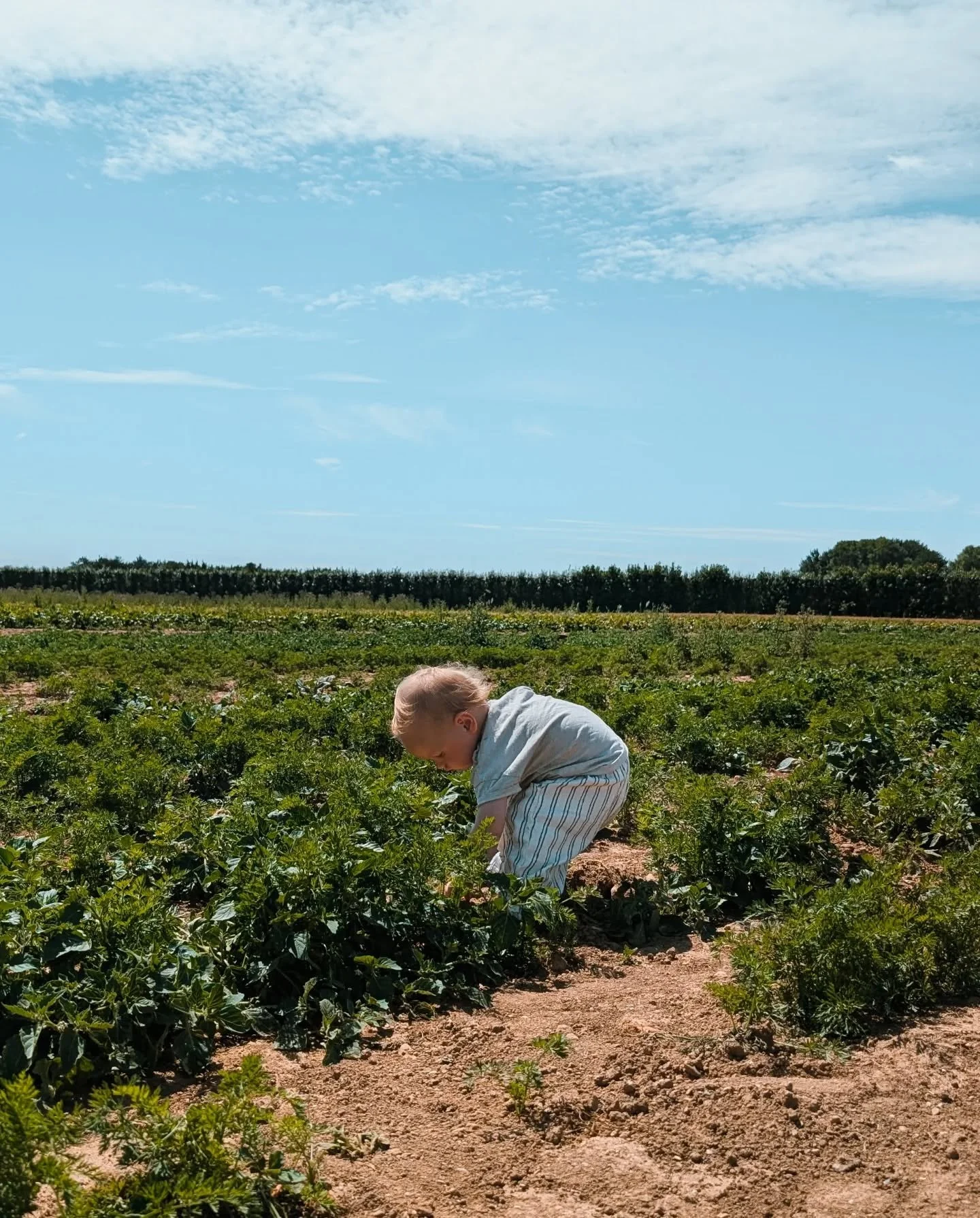 Days at the pick-your-own with my little pea 🫛

Love watching him discover where our food comes from and longing for the day we have a garden of our own 

#SummerDays #MumOfOne #PickYourOwn