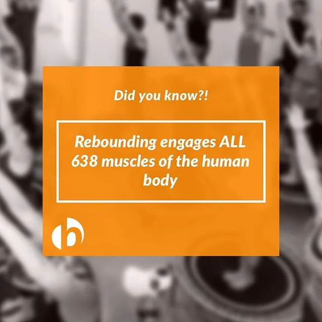 Did you know that rebounding engages ALL 638 muscles of the human body?! 🤷🏻‍♀️💭⁉️
_
Obviously, the legs and lower body are engaged the most, but all the muscles in the upper body are engaged as well, particularly core muscles, to maintain stability but also in response to the gravitational changes. When bouncing, you can actually place your hand on muscles you may not think are being affected, like shoulder muscles, neck muscles, etc. and you can feel them flexing. 💪🏼