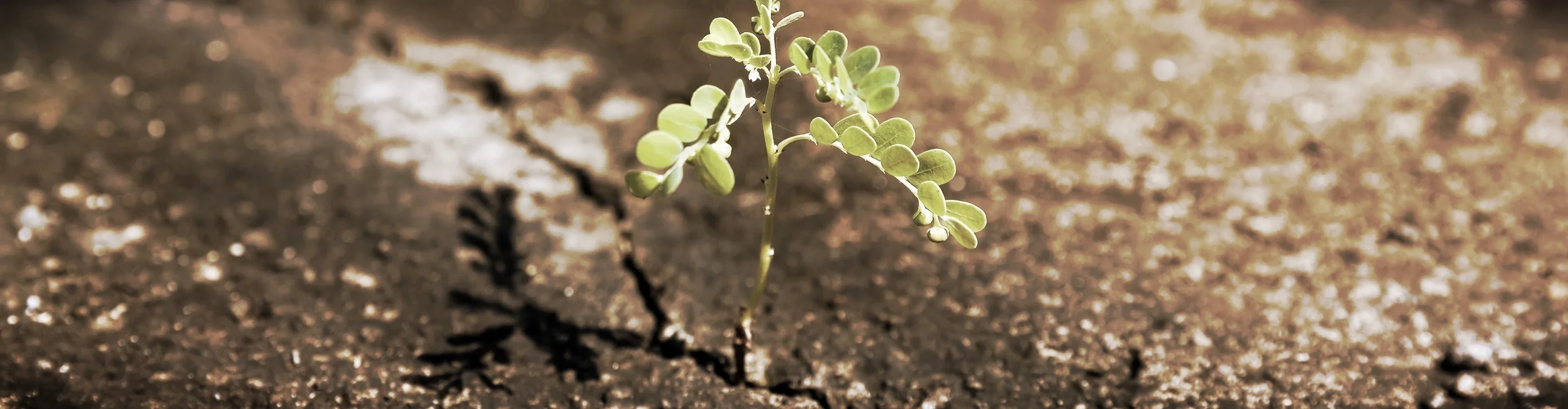 Plant from crack.jpeg