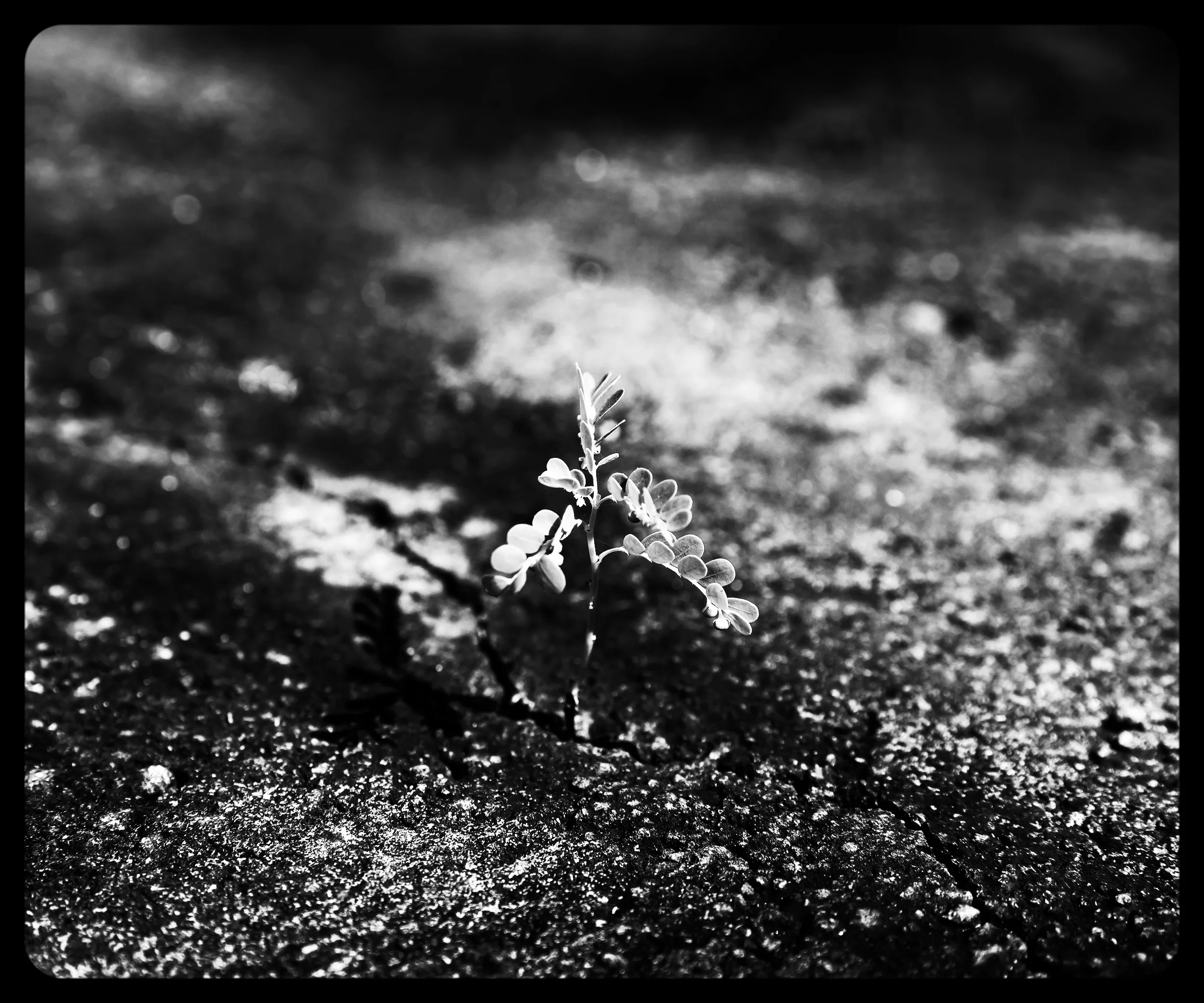 Plant from crack.jpeg