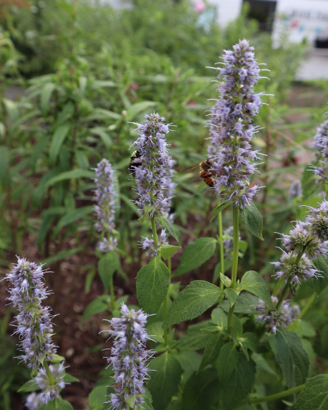 We know you all are busy 🐝🐝🐝 but don't forget to stop by the pollinator garden to admire native perennials in bloom.