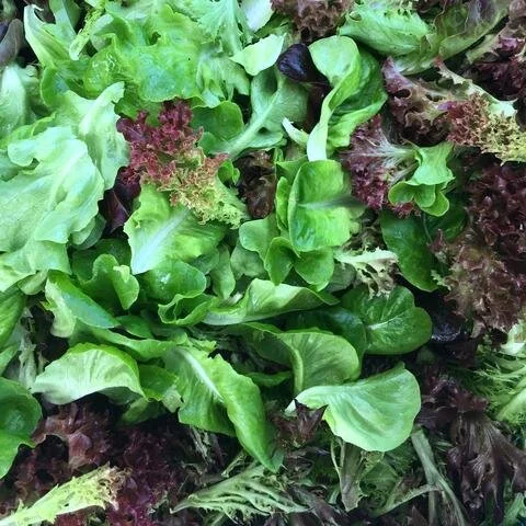 lettuce.jpeg