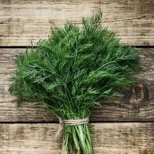 dill.jpeg