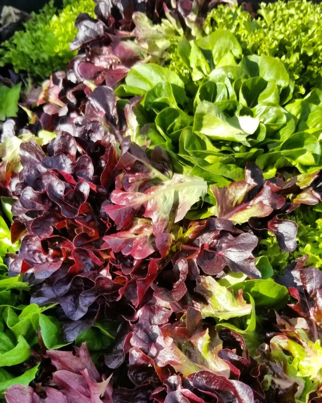 Lettuce Mix is back @farmersonthesquare 
So many other greens too! 
Wednesday 2pm to 5pm