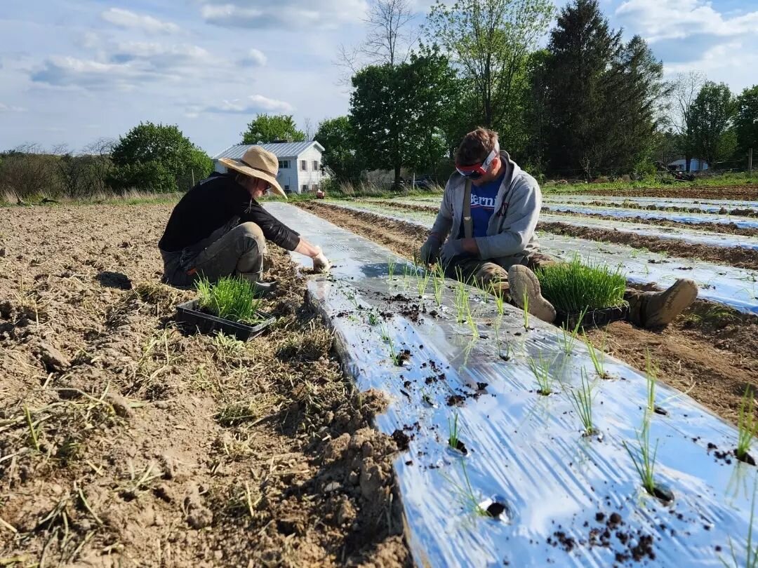 Onions going in on silver plastic! Beautiful week to be planting. 
Photos by Jen H.  Muchas gracias