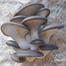 oyster mushroom.jpeg