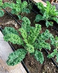 curly kale.jpeg