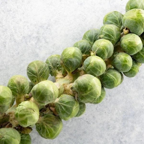 1-stalk-about-2-25-pounds-image-of-brussels-sprout-stalks-vegetables-1125637275_600x600.jpg