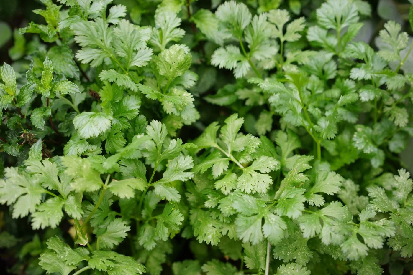 cilantro.jpg