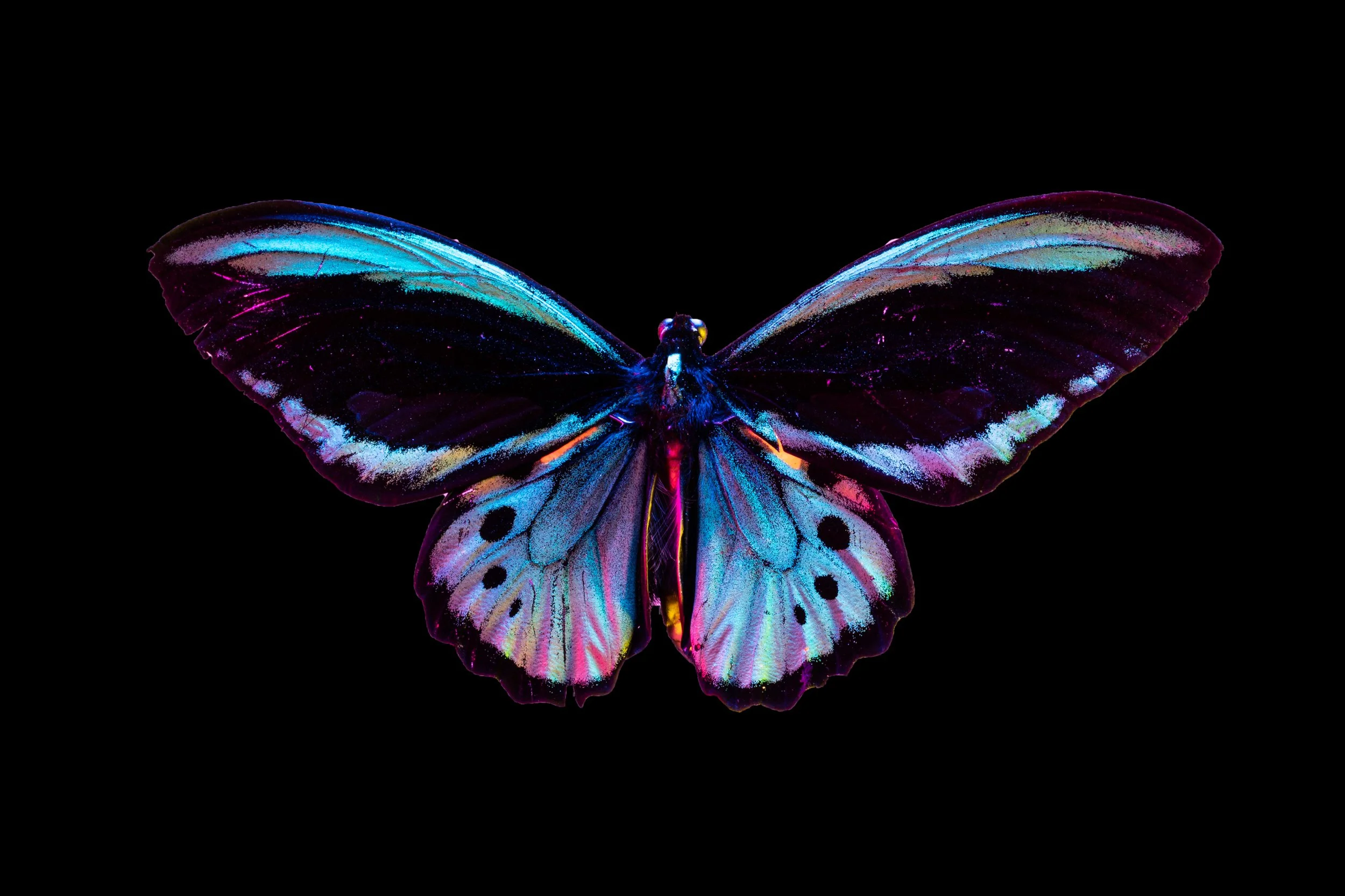 Butterfly 61