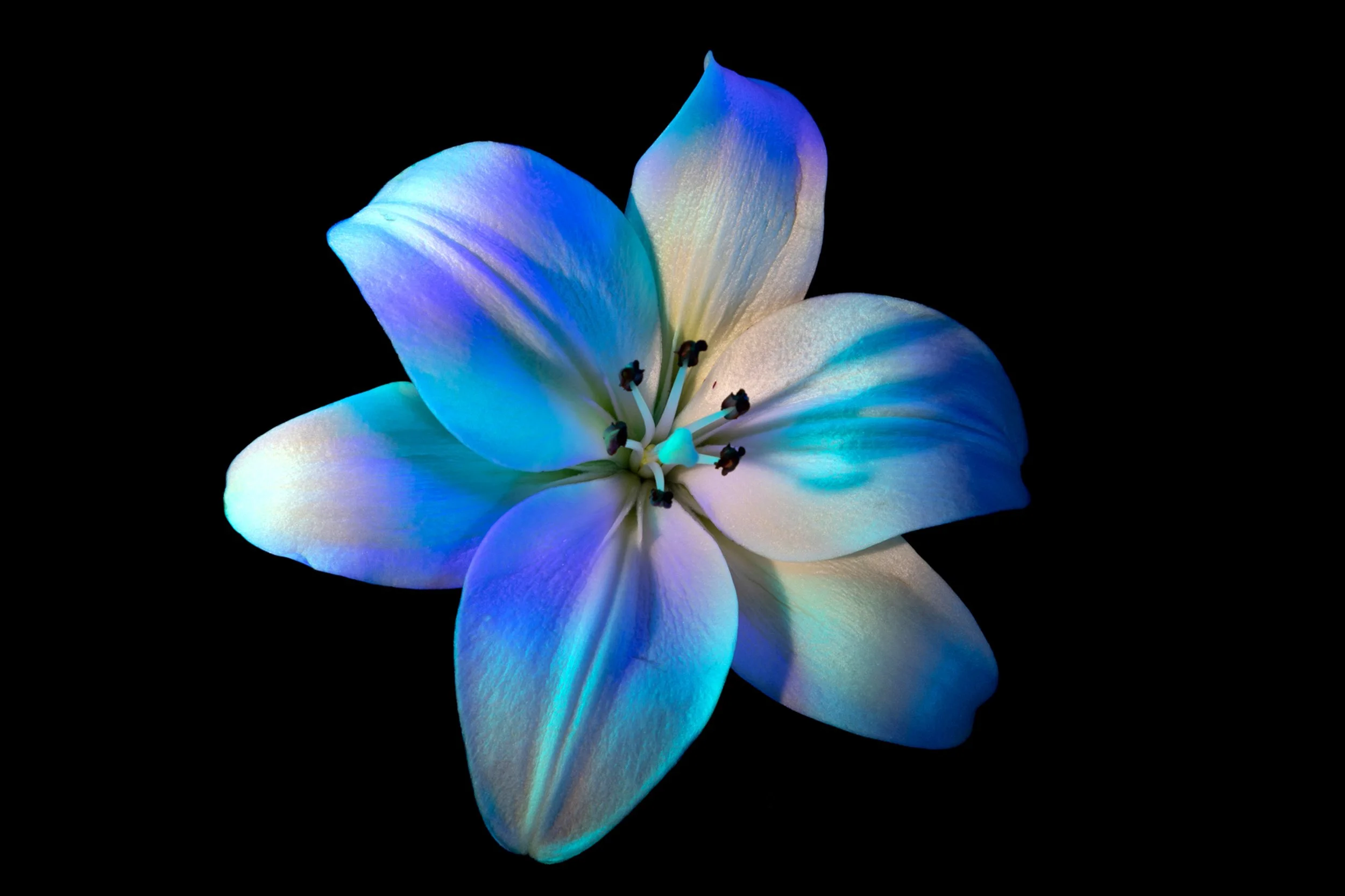 Lily 5