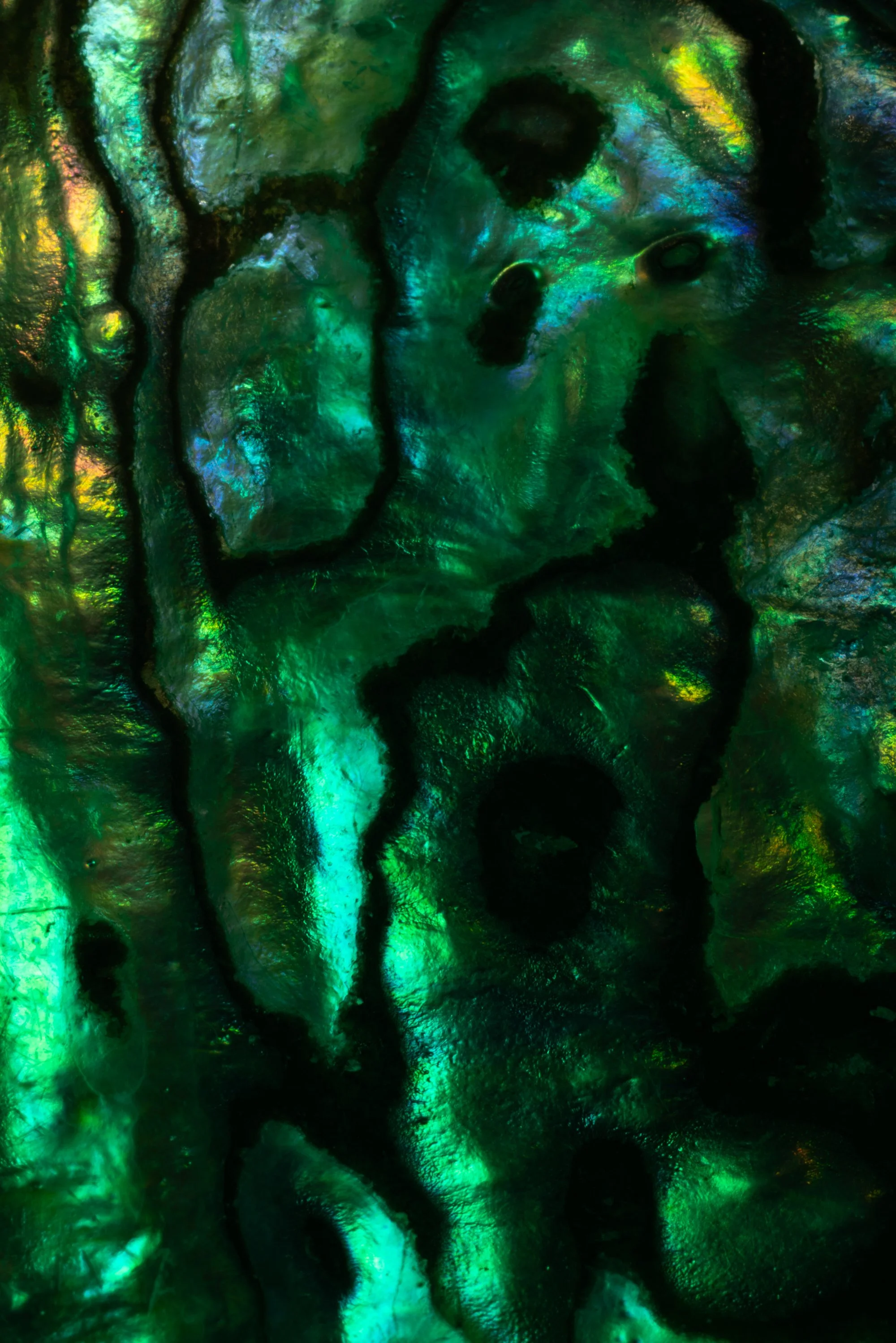 Abalone 5