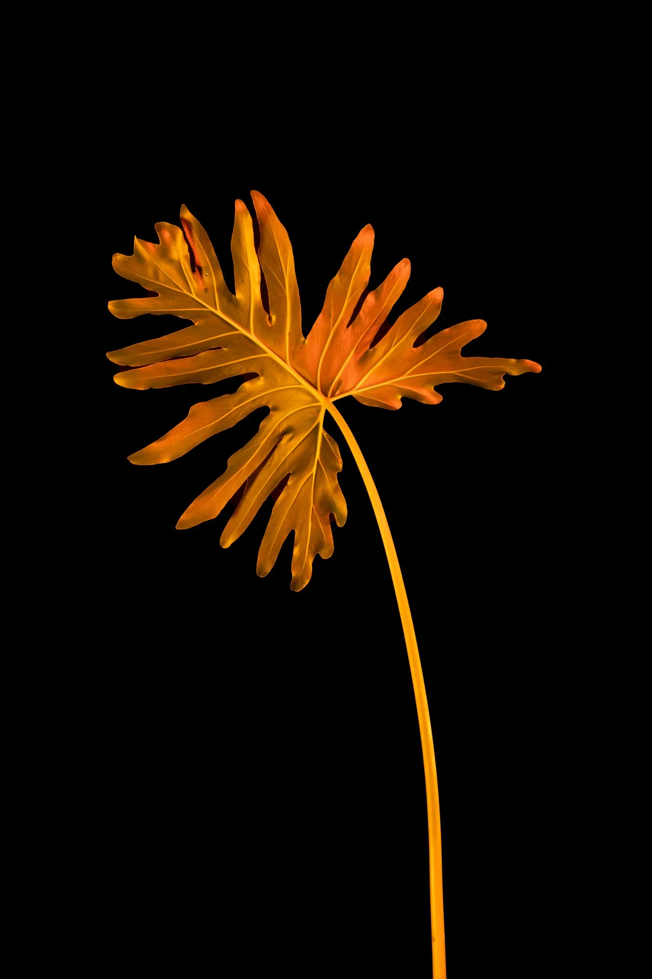 Philodendron 2
