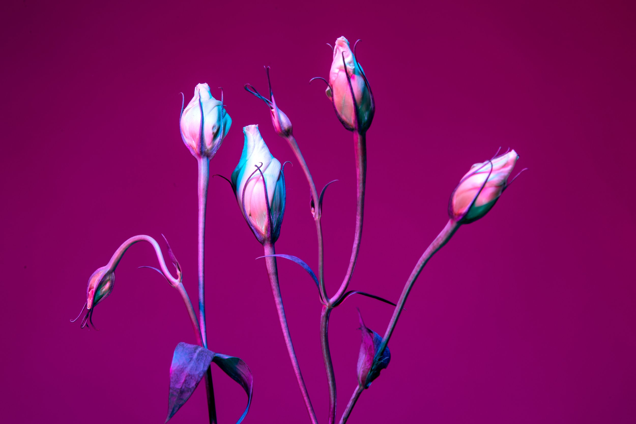 Lisianthus 1