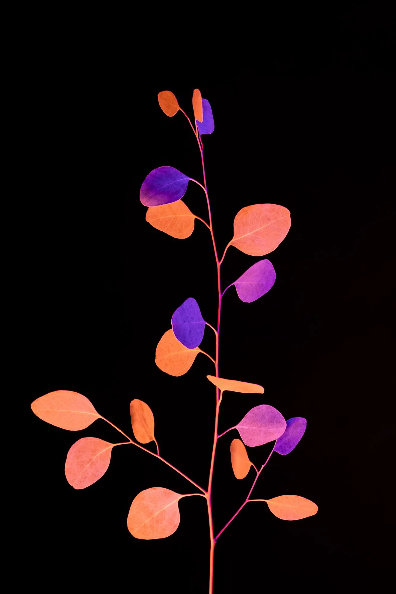 Eucalyptus 11