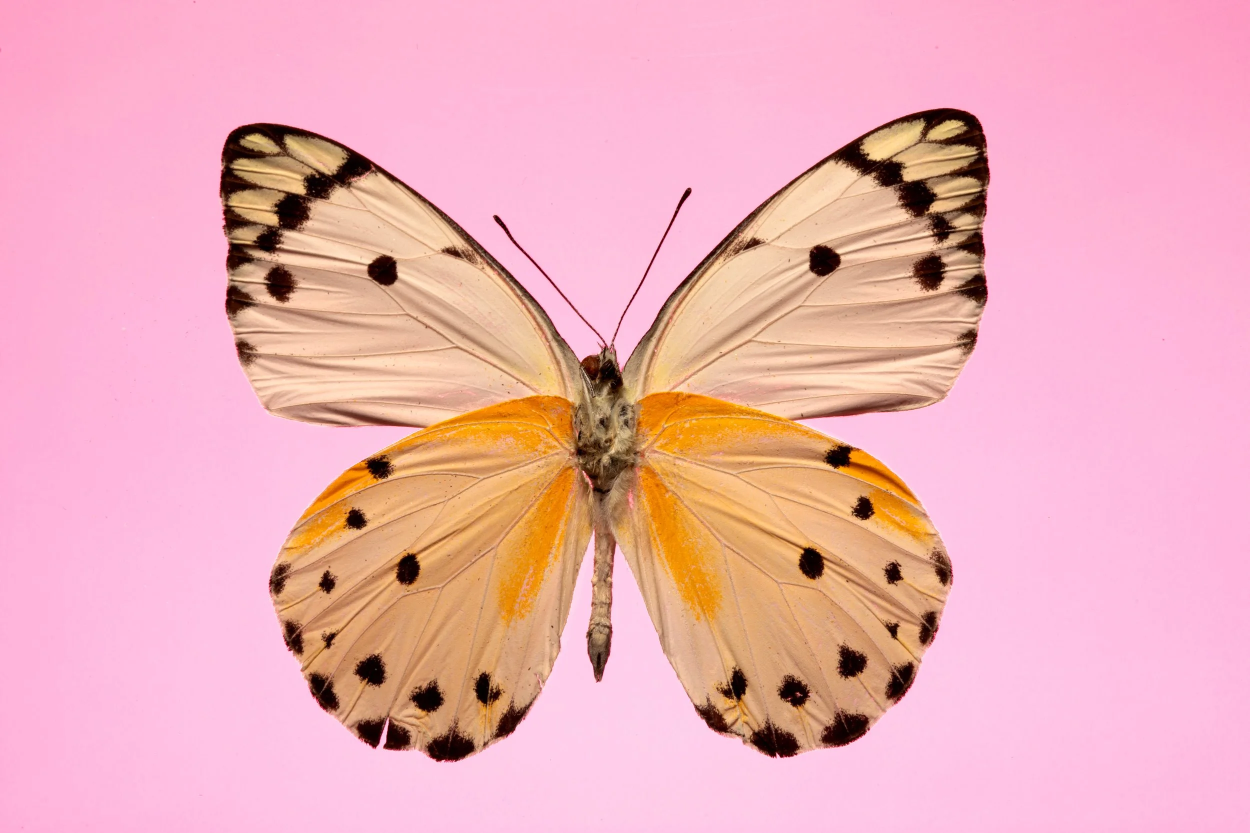 Butterfly 43