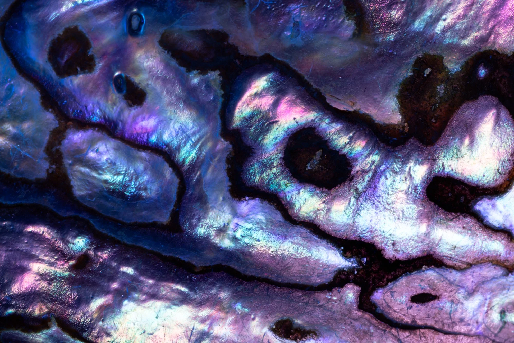 Abalone 3