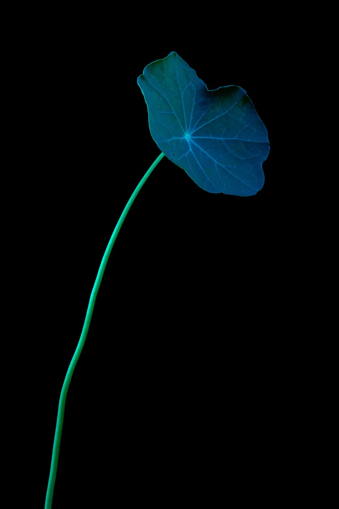 Nasturtium 1