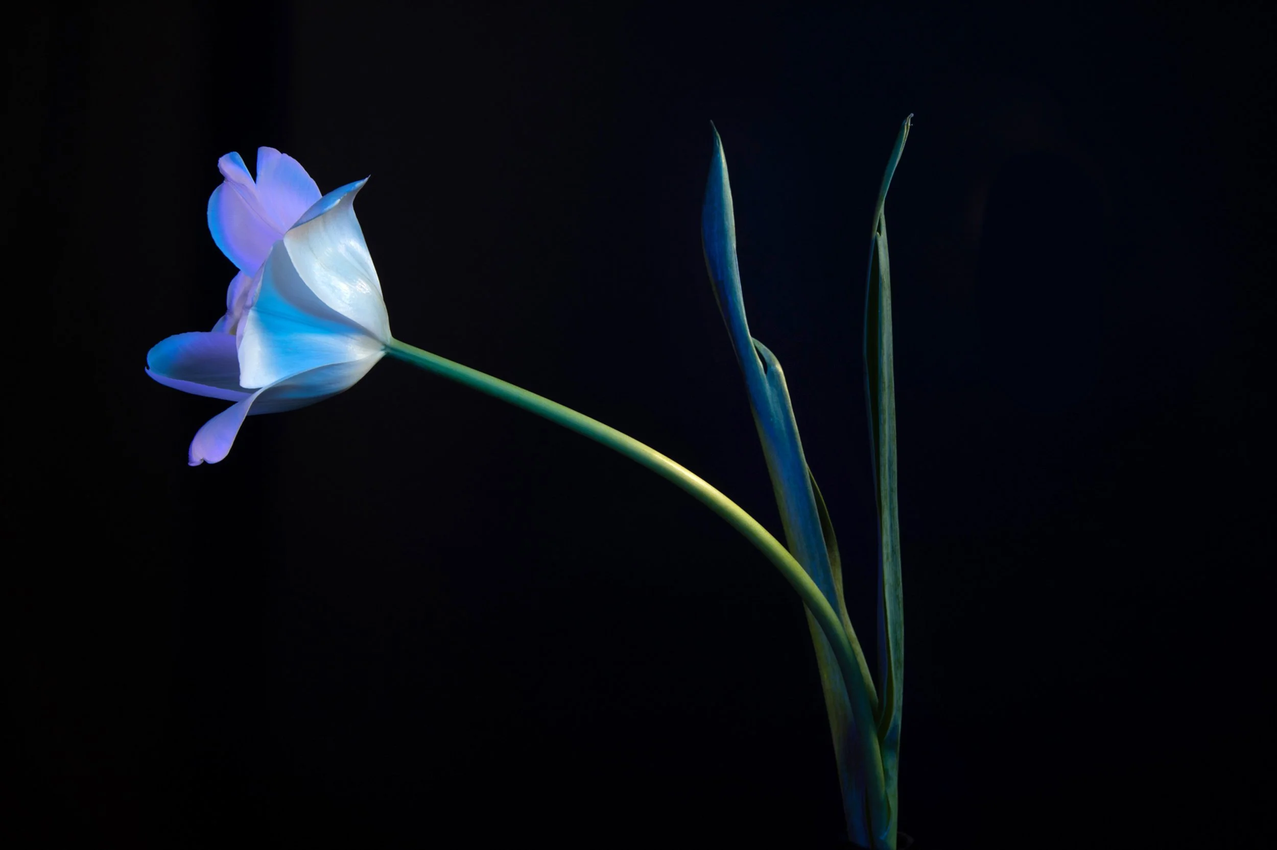 Tulip 5