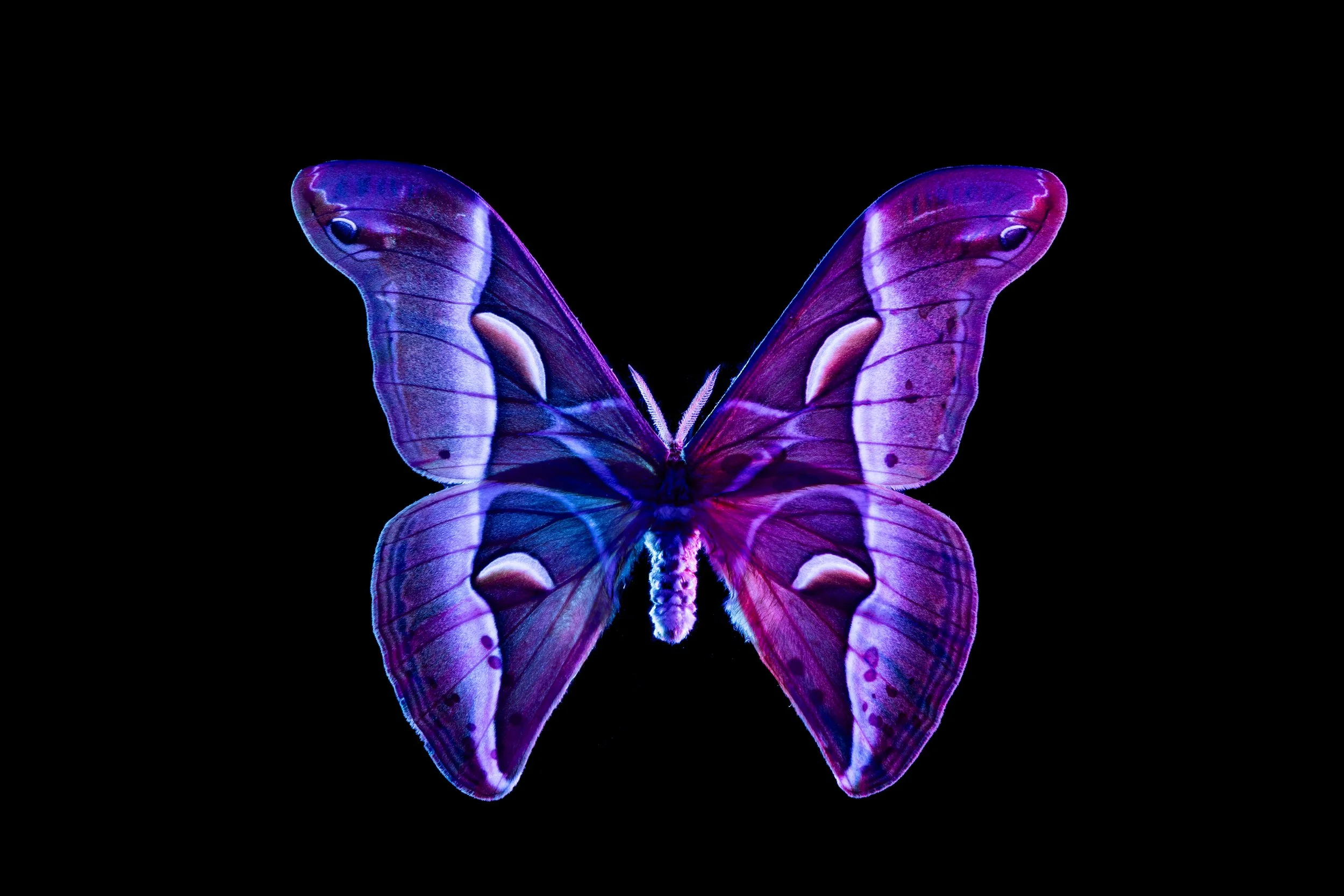 Moth 5